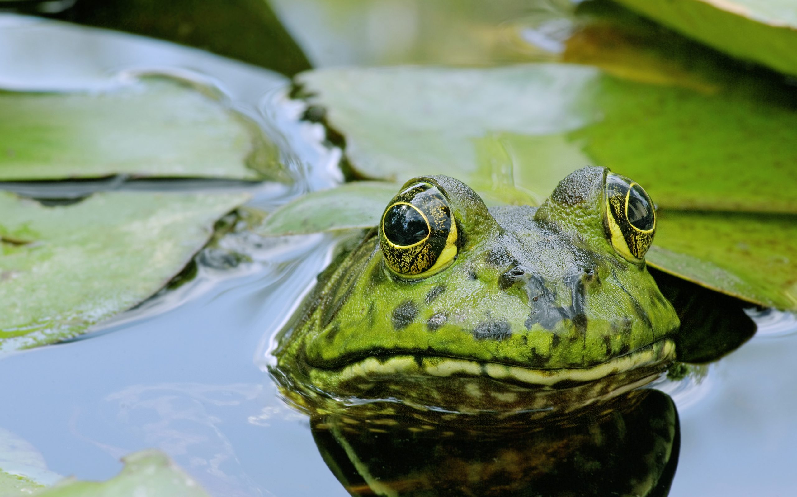 Bureaucrats Suggest Culinary Solution To Bullfrog Problem