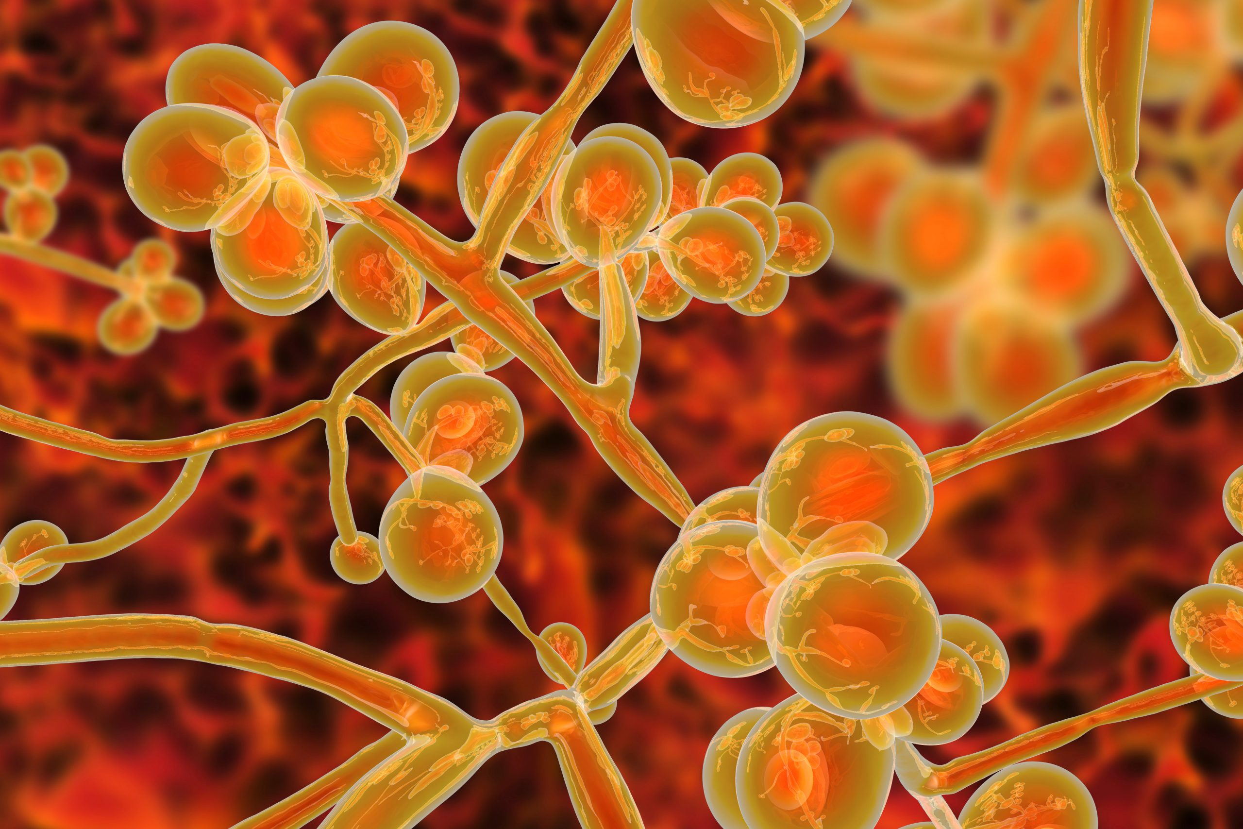 A Fungus Among Us: Antibiotic-Resistant Candida Auris