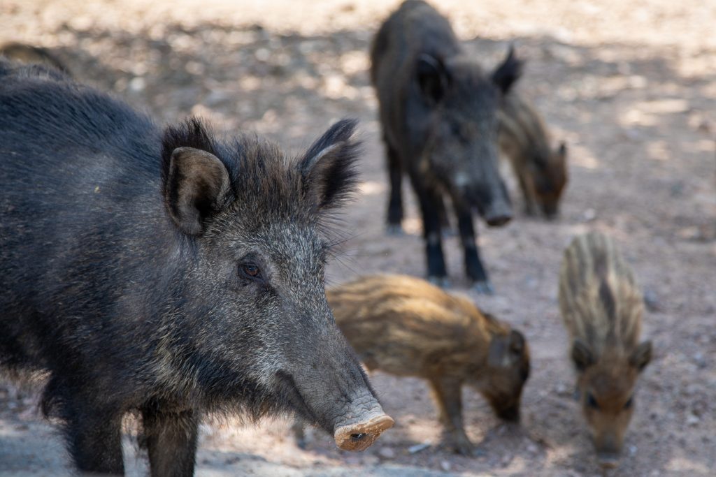 Ruinous Razorbacks: ‘Super Pigs’ Pose Danger To U.S. Environment - The ...